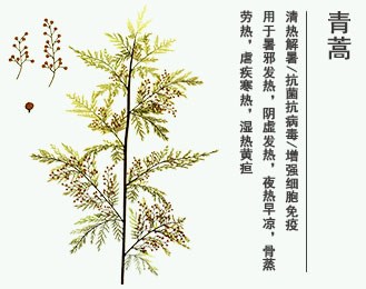 青蒿