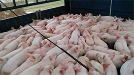 �������i����������߀Մʲô����